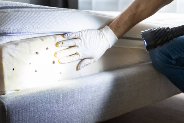 Best Termite Control Services  in East Brady, PA